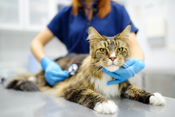 image for May Is Asthma Awareness Month: Let’s Talk About Cats Who Cough