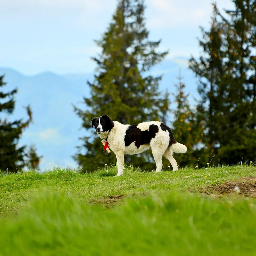 Black and white dog on a mountain meadow with evergreen trees in the background