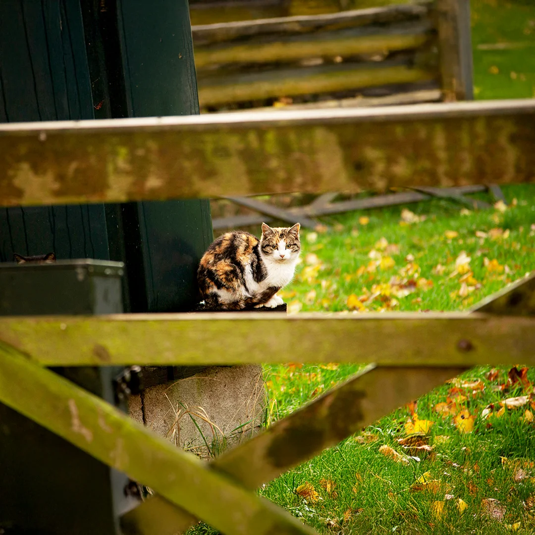 Calico cat sitting beside a wooden fence surrounded by autumn leaves