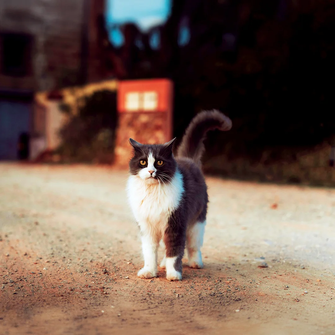 Fluffy Gray and White Cat Standing on a Dirt Road Fluffy gray and white cat standing on a dirt road with blurred buildings behind
