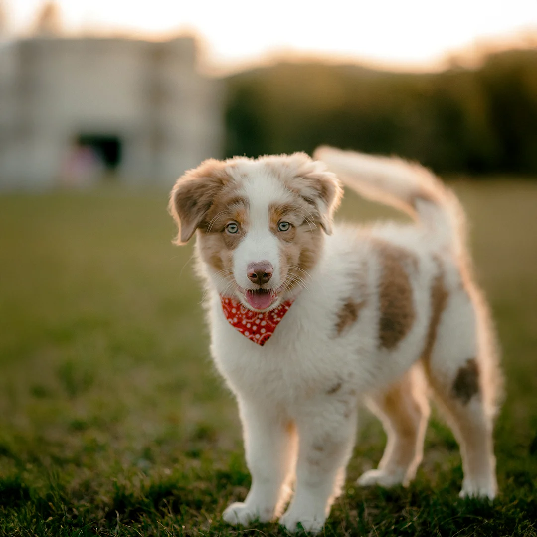 Fluffy Puppy Wearing Red Bandana at Sunset Adorable puppy with a red bandana standing on grass at sunset