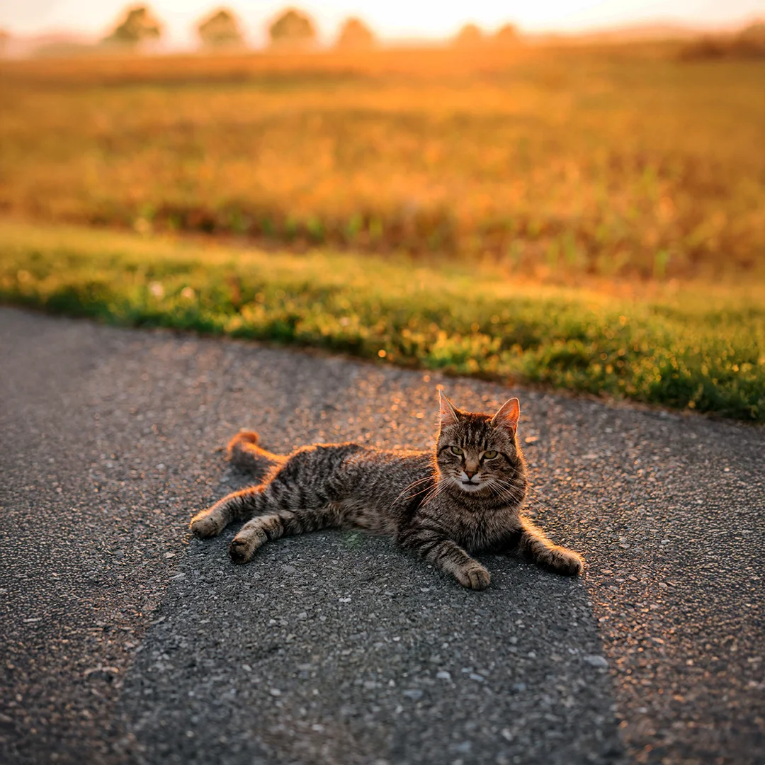 Tabby Cat Lounging on Pavement at Sunset Tabby cat lounging on pavement at sunset near a field