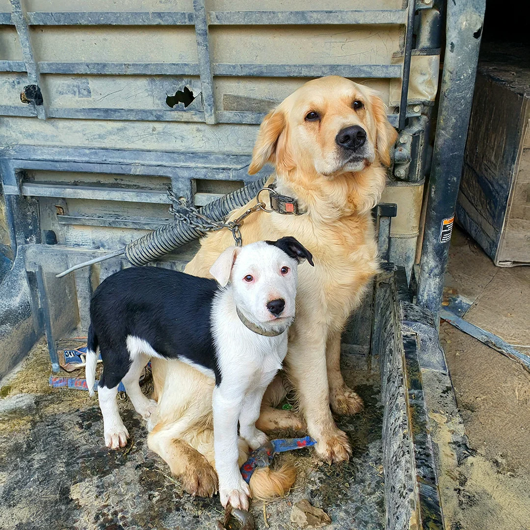 Two dogs sitting together in the bed of a muddy farm truck