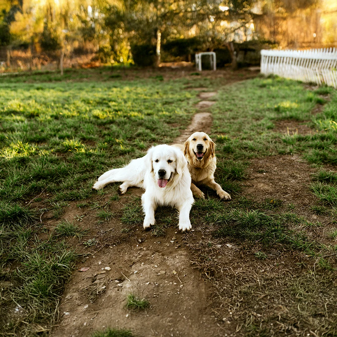 Two Golden Retrievers Relaxing on a Grassy Path Two golden retrievers relaxing on a grassy path near a white fence