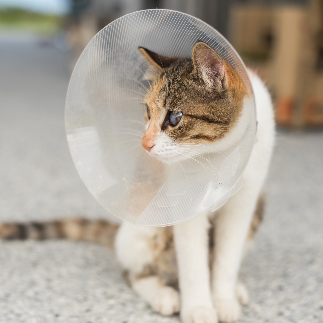 a kitten sitting wearing an e-collar