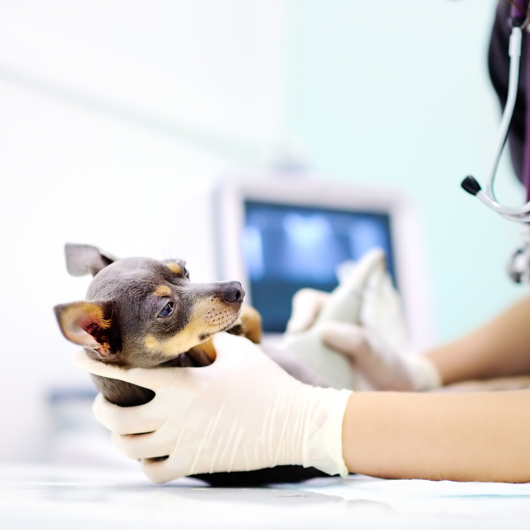a small chihuahua getting an ultrasound at the veterinarian