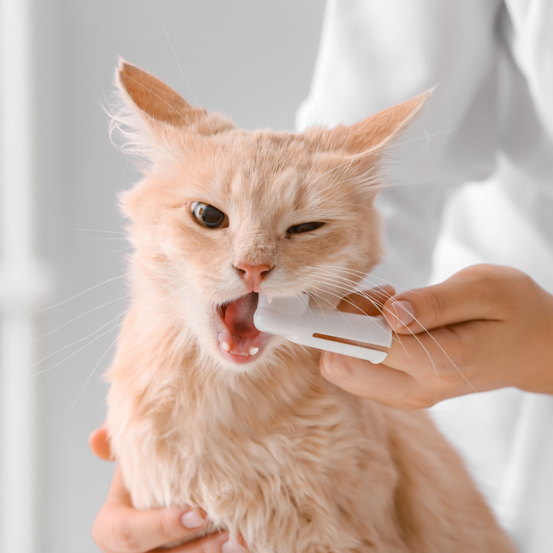 an orange cat getting it's teeth brushed at the veterinarian
