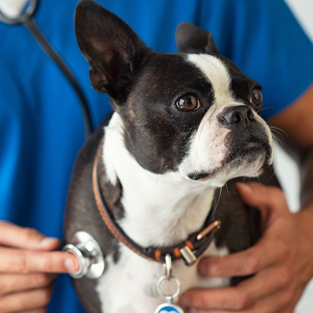 a dog being examined by a vet using a stethoscope