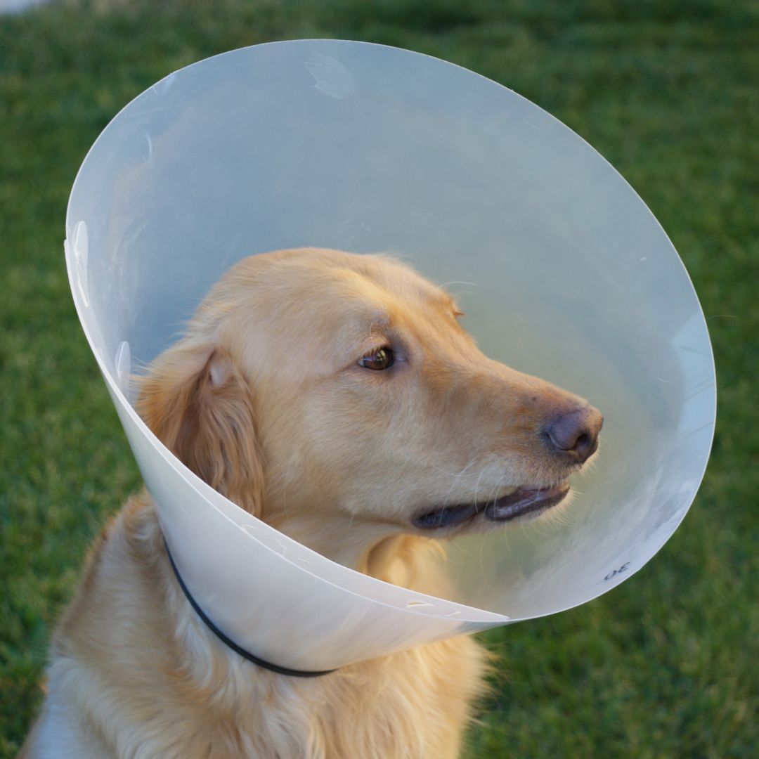 A dog wearing a cone on its head A dog wearing a cone on its head