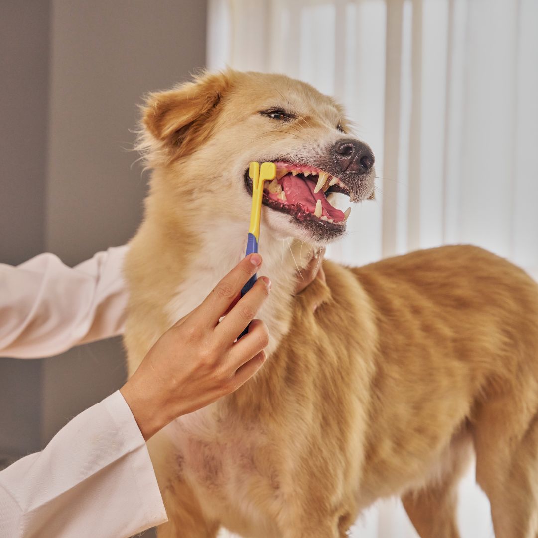 A person brushing a dog's teeth with a toothbrush A person brushing a dog's teeth with a toothbrush