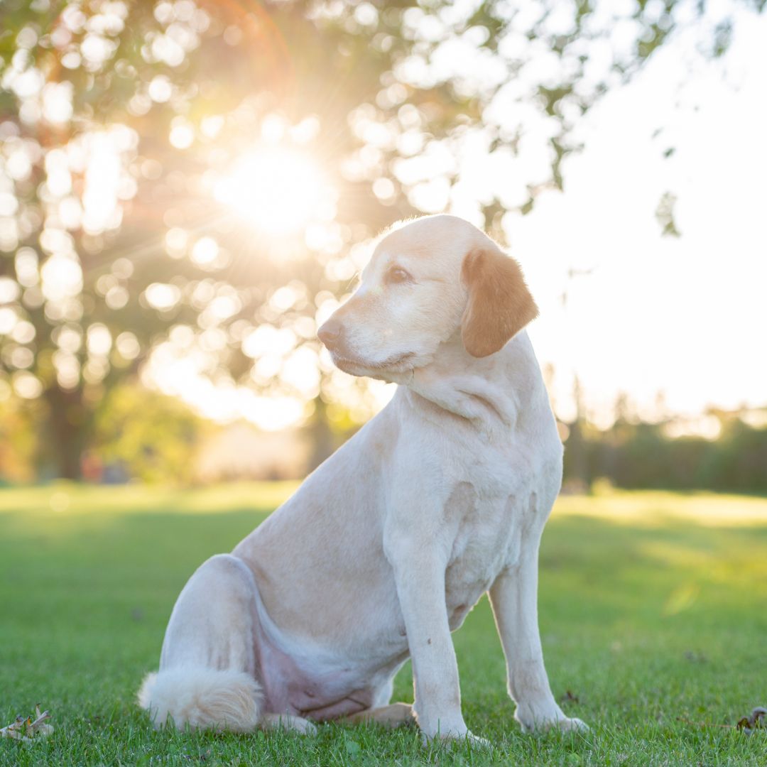a labrador retriever sitting in the grass on a sunny day a labrador retriever sitting in the grass on a sunny day
