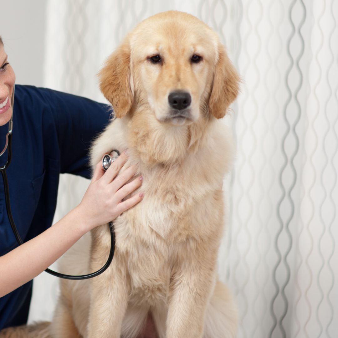 a labrador retriever sitting in the grass on a labrador retriever sitting in the grass on